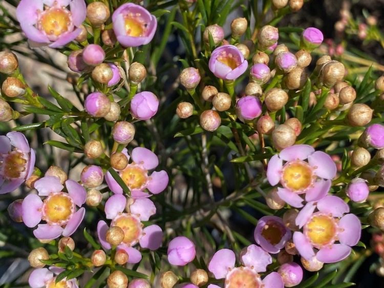 Picture of Chamelaucium uncinatum Sorbetto