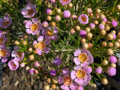 Picture of Chamelaucium uncinatum Sorbetto