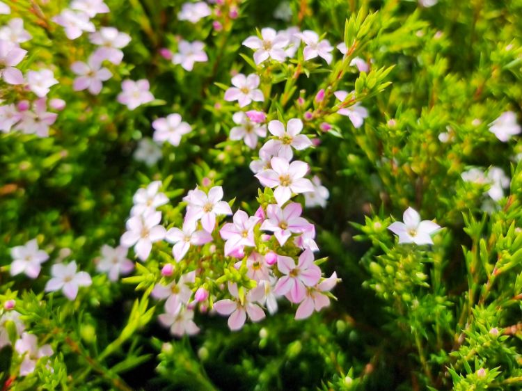 Picture of Coleonema pulchellum Compacta