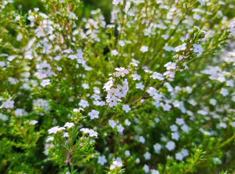 Picture of Coleonema pulchellum Compacta