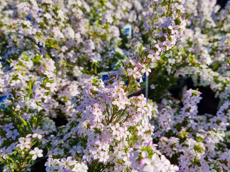 Picture of Coleonema pulchellum Compacta