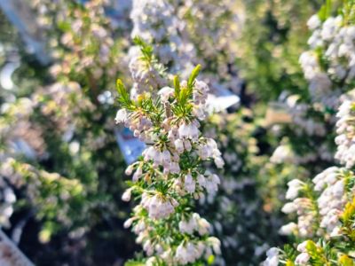 Picture of Erica daviesii