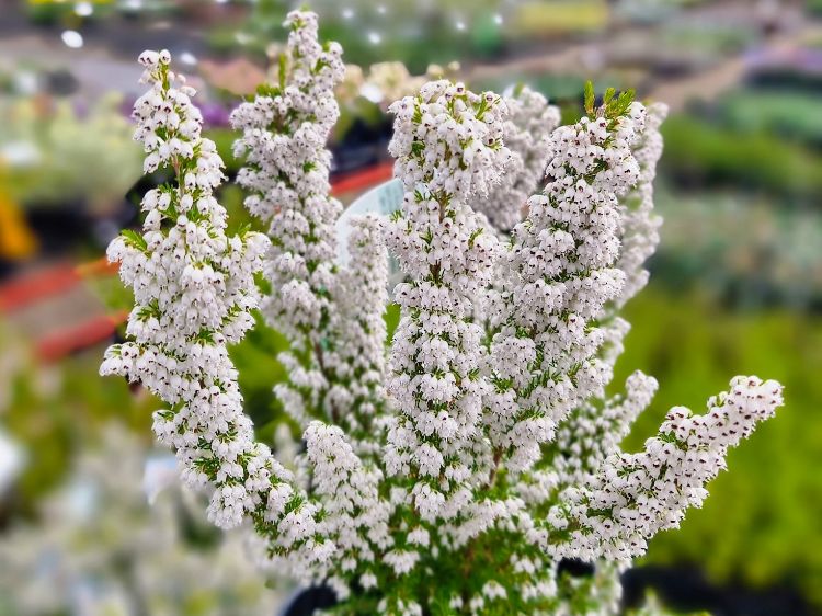 Picture of Erica daviesii