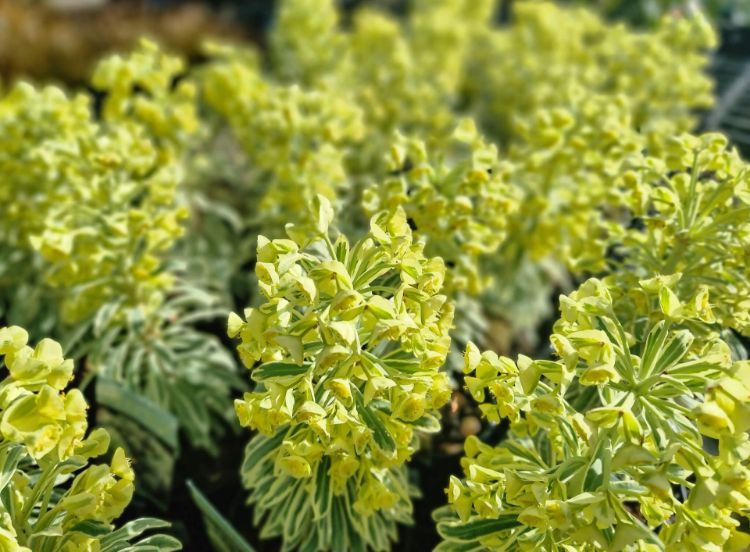 Picture of Euphorbia characias Glacier Blue
