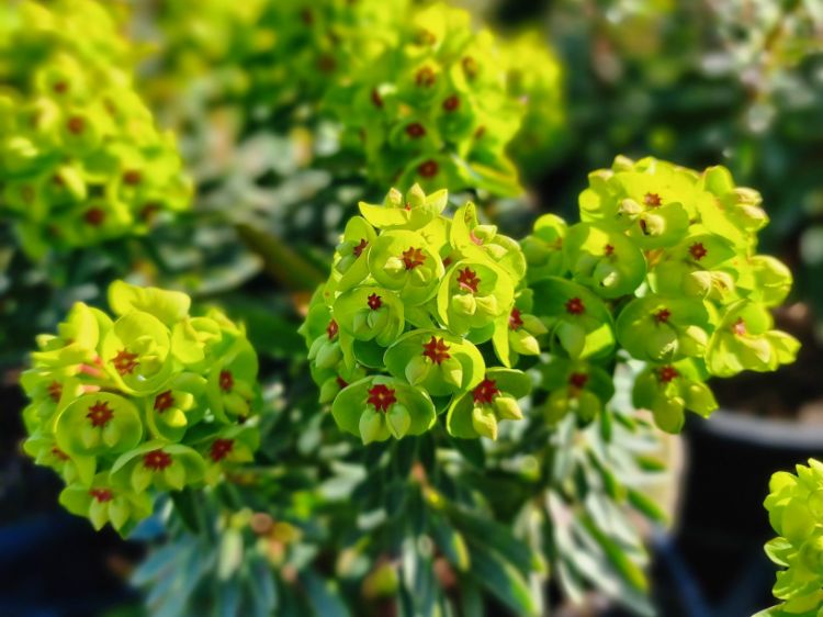Picture of Euphorbia martinii