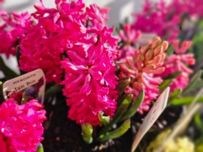 Picture of Hyacinthus orientalis Jan Bos