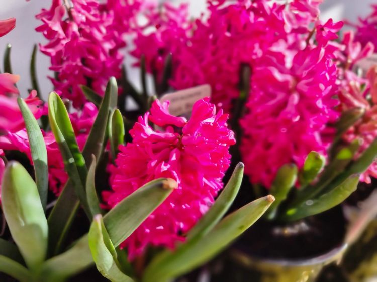 Picture of Hyacinthus orientalis Jan Bos