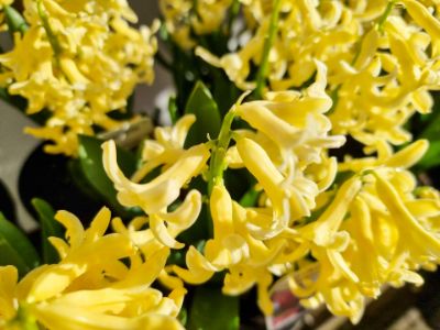 Picture of Hyacinthus orientalis Yellowstone
