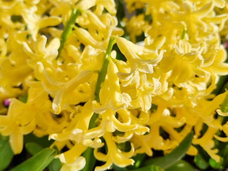 Picture of Hyacinthus orientalis Yellowstone