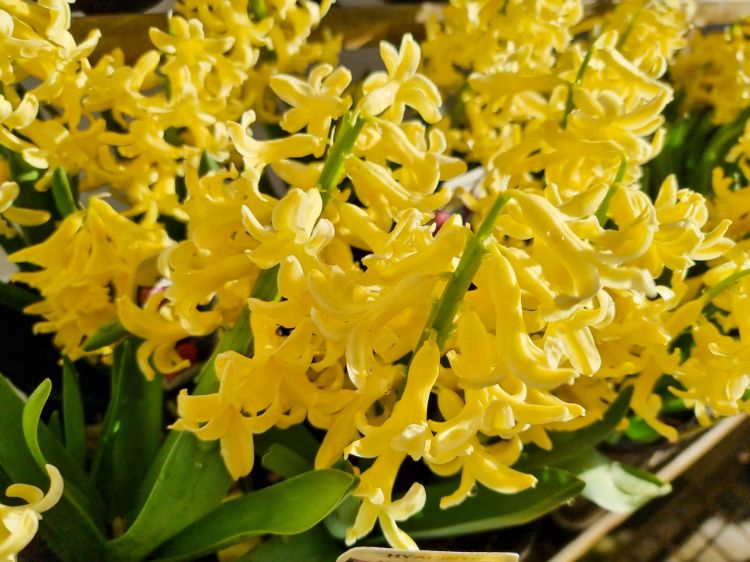 Picture of Hyacinthus orientalis Yellowstone