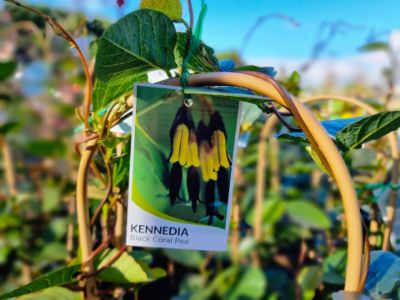 Picture of Kennedia nigricans