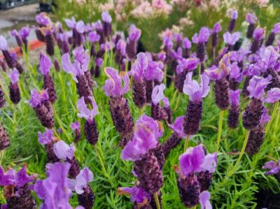 Picture of Lavandula pedunculata Big Bird