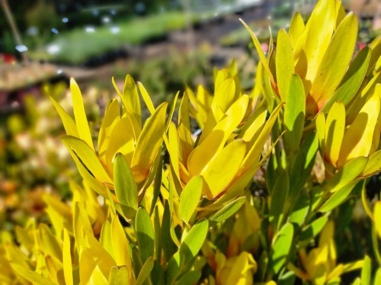 Picture of Leucadendron laureolum Flamingo