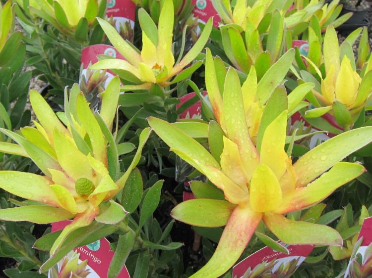 Picture of Leucadendron laureolum Flamingo