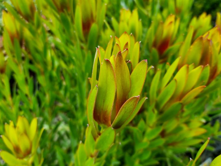 Picture of Leucadendron laureolum Flamingo
