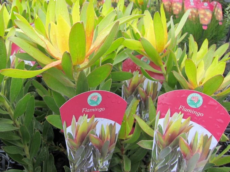 Picture of Leucadendron laureolum Flamingo