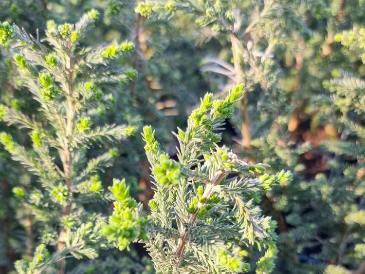Picture of Melaleuca incana Sea Mist