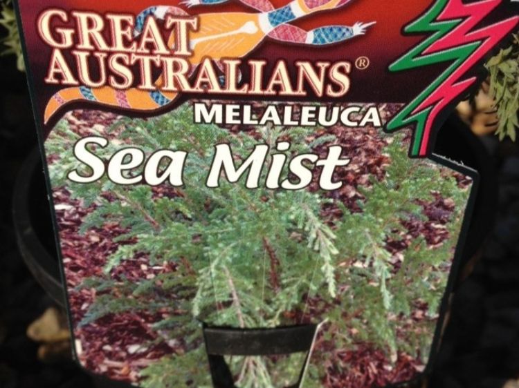 Picture of Melaleuca incana Sea Mist