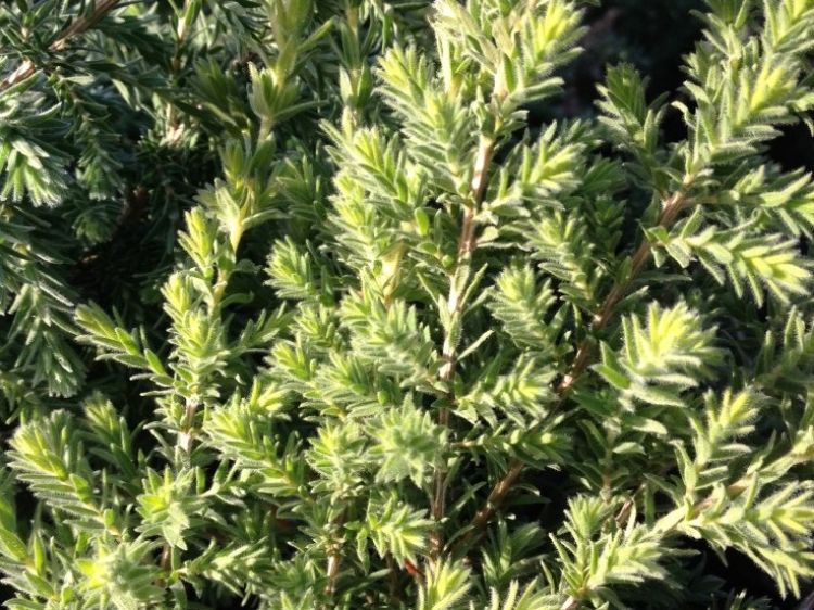 Picture of Melaleuca incana Sea Mist