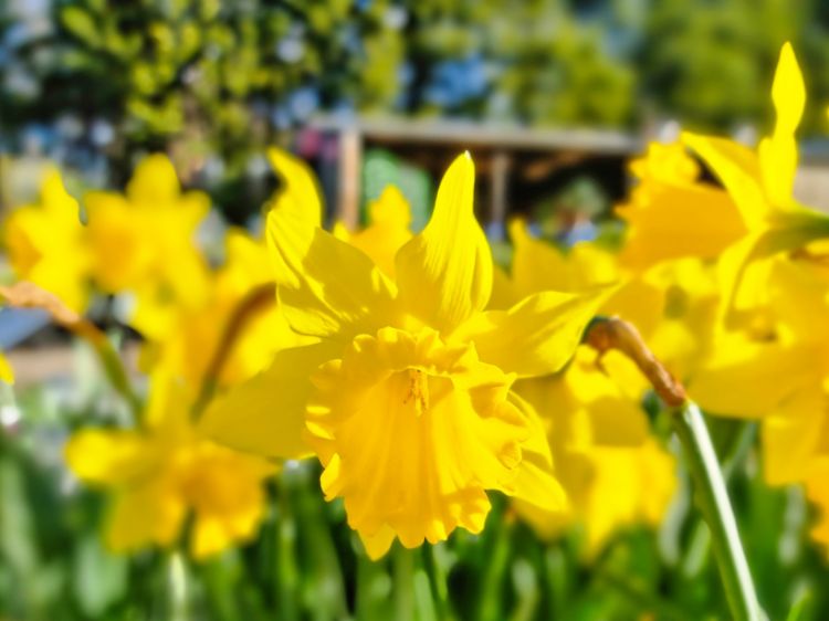 Picture of Narcissus pseudonarcissus Gregs Favourite