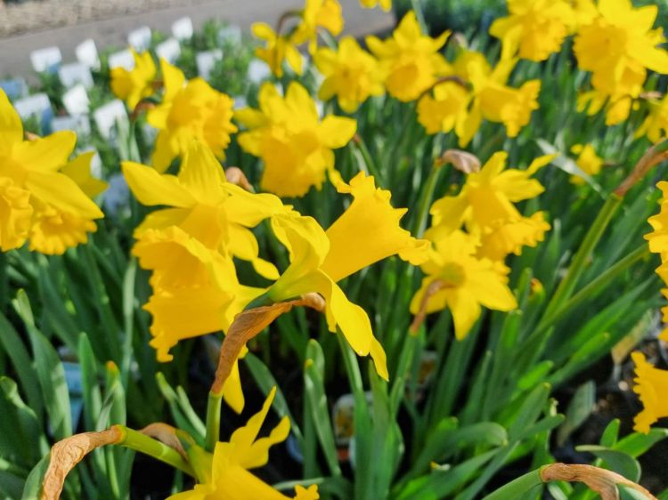 Picture of Narcissus pseudonarcissus Gregs Favourite