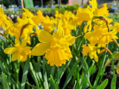 Picture of Narcissus pseudonarcissus Gregs Favourite