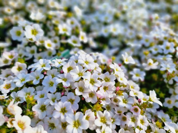 Picture of Saxifraga arendsii Alpino Early White