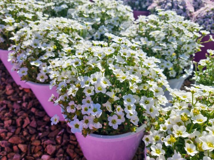 Picture of Saxifraga arendsii Alpino Early White