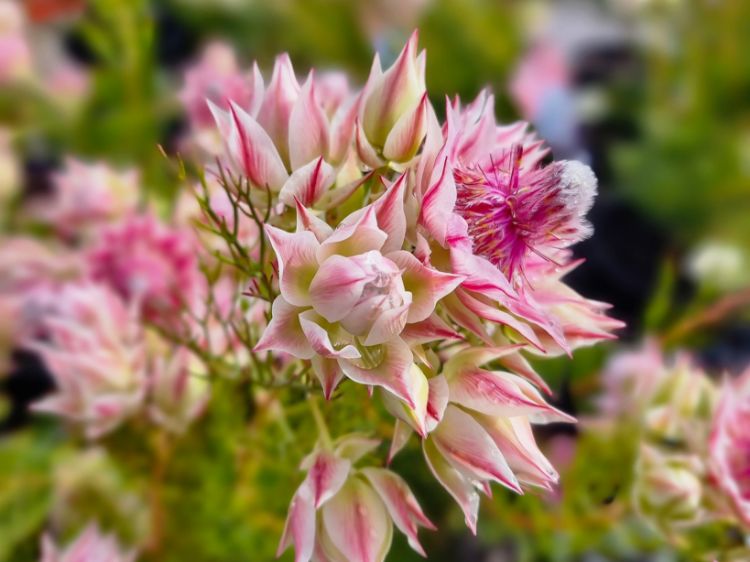 Picture of Serruria florida rosea Pretty N Pink