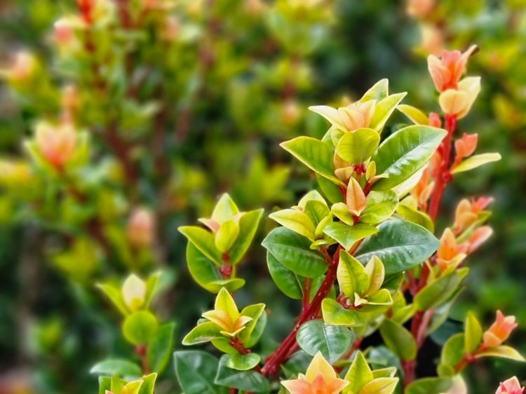 Picture of Syzygium australe Orange Twist