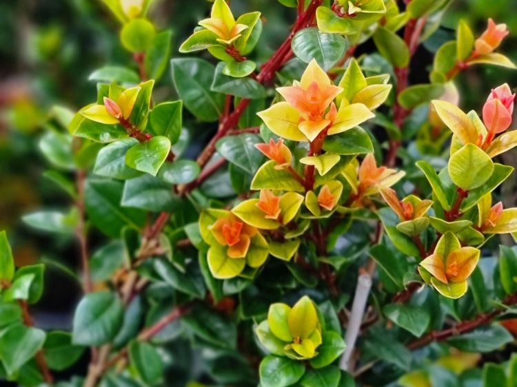 Picture of Syzygium australe Orange Twist