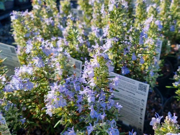 Picture of Rosmarinus officinalis