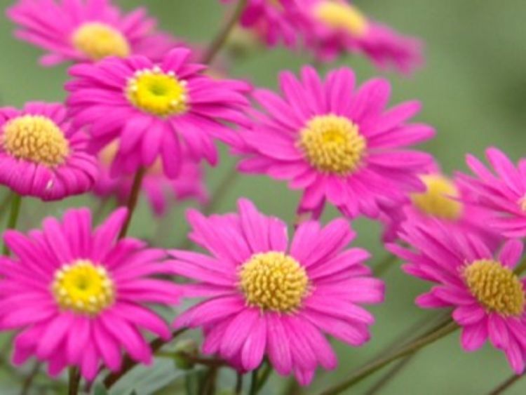 Picture of Brachyscome hybrida Pacific Reef