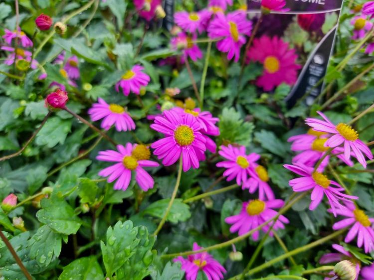 Picture of Brachyscome hybrida Pacific Reef