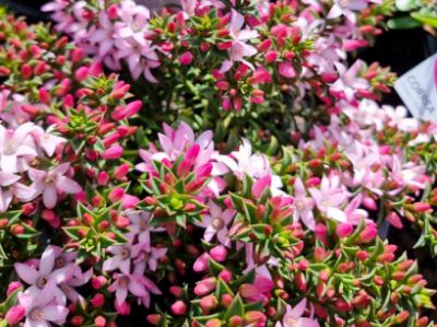 Picture of Philotheca buxifolia Cascade Of Stars