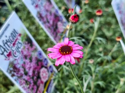 Picture of Rhodanthemum hybrida Dark Pink African Eyes