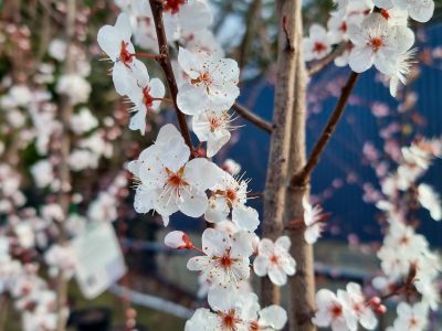 Picture of Prunus cerasifera Oakville Crimson Spire
