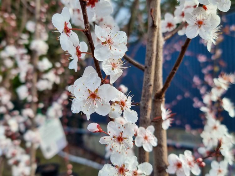 Picture of Prunus cerasifera Oakville Crimson Spire