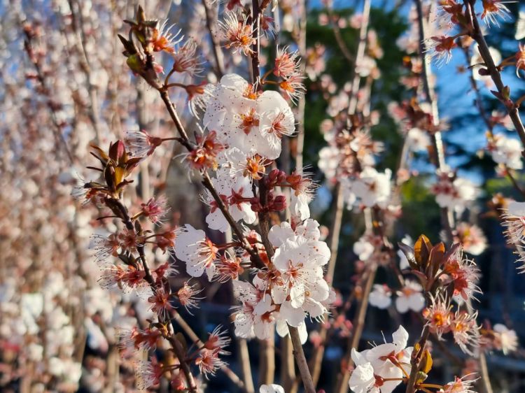 Picture of Prunus cerasifera Oakville Crimson Spire