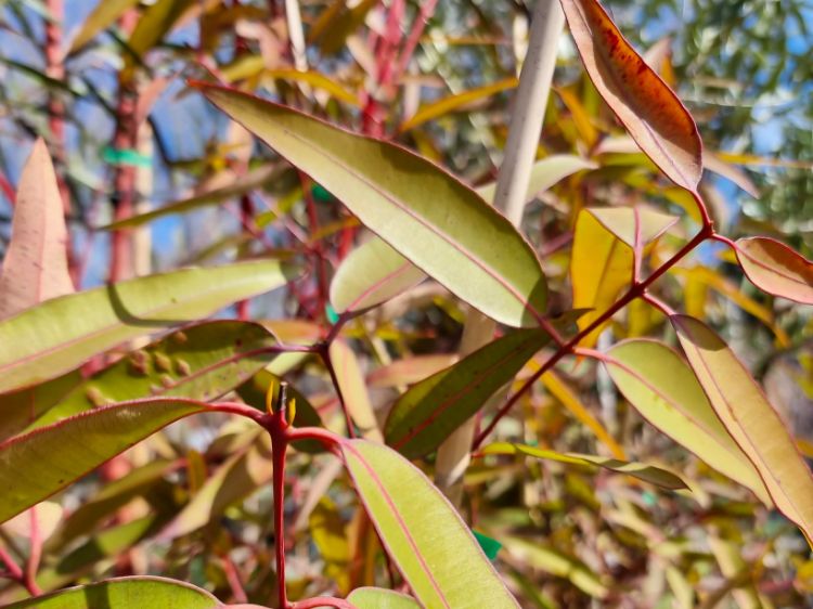 Picture of Angophora costata