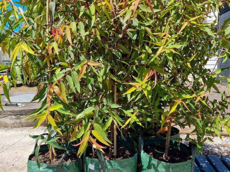 Picture of Angophora costata