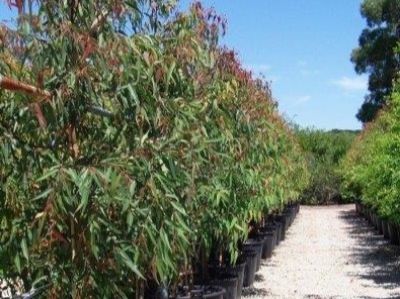 Picture of Angophora costata