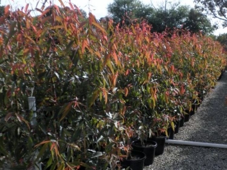Picture of Angophora costata
