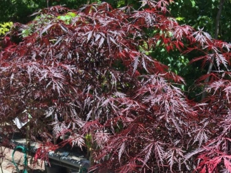 Picture of Acer palmatum Dissectum Viridis