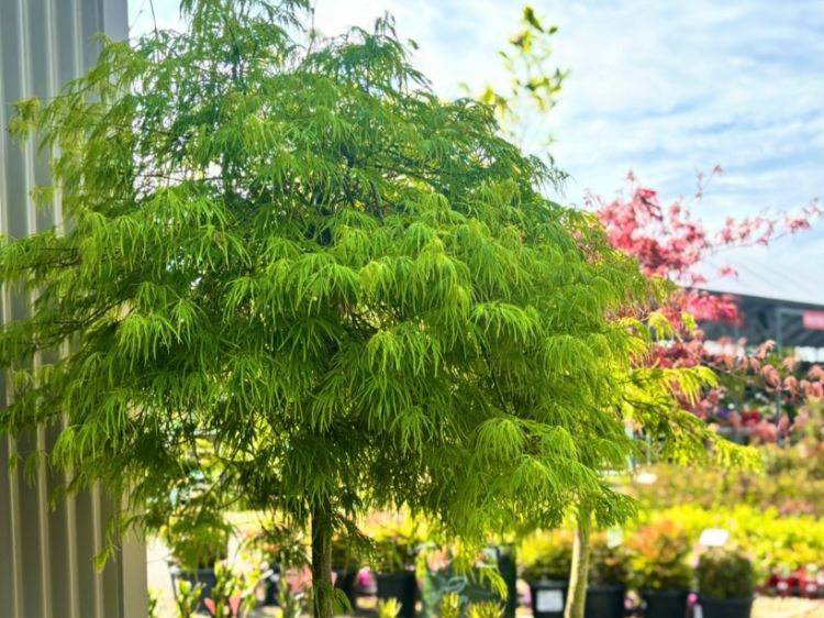 Picture of Acer palmatum Dissectum Viridis