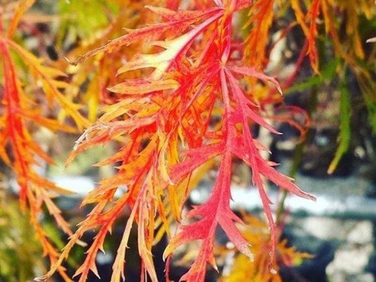 Picture of Acer palmatum Dissectum Viridis