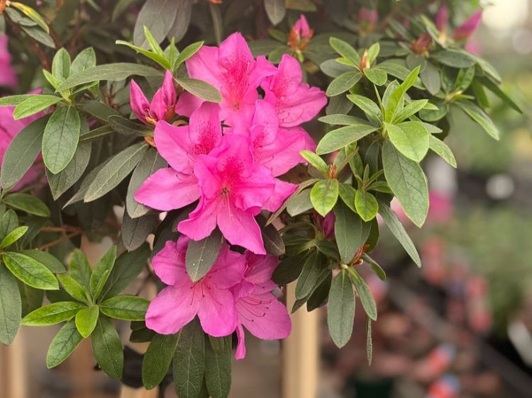 Picture of Azalea indica Magnifica