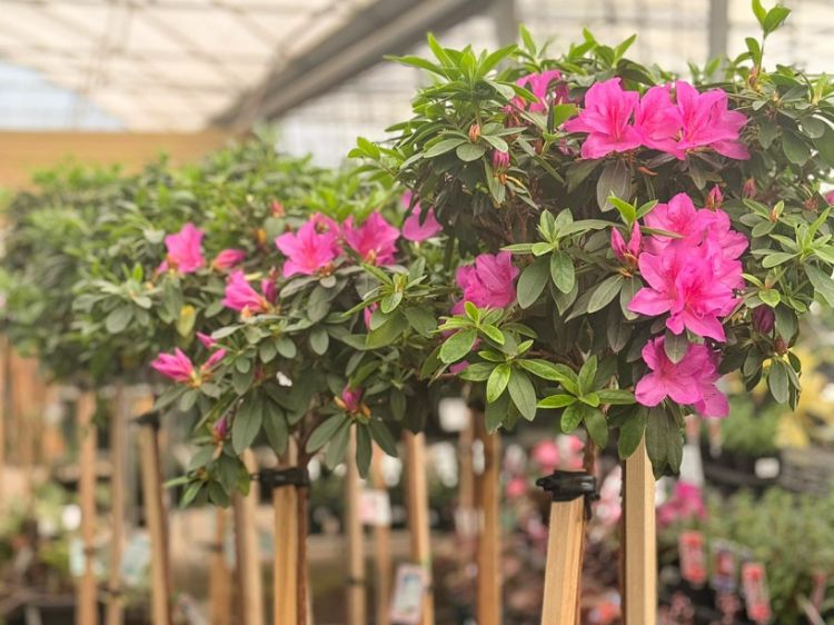 Picture of Azalea indica Magnifica