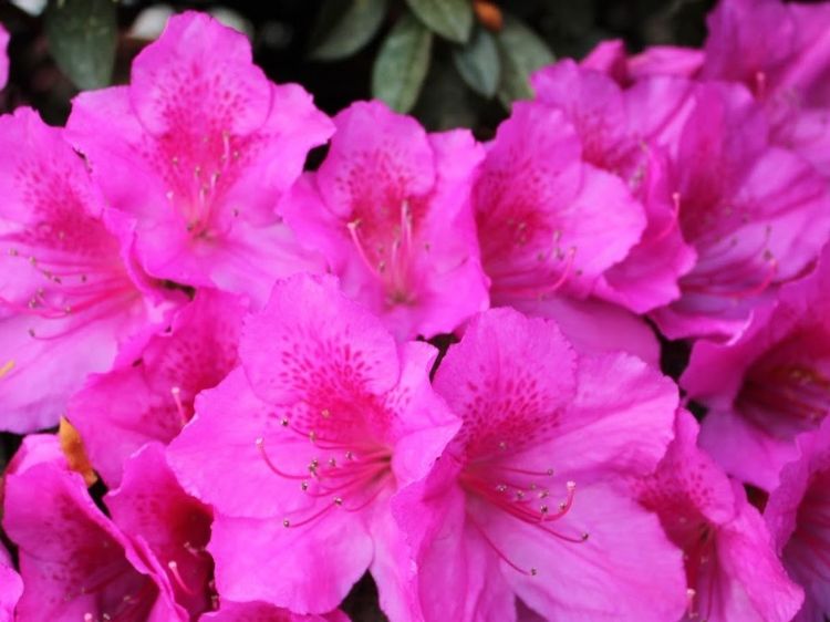 Picture of Azalea indica Magnifica