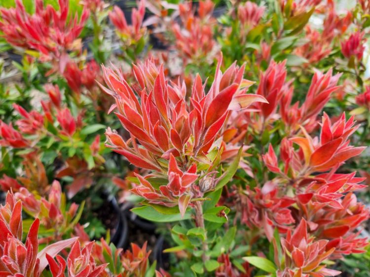 Picture of Callistemon citrinus Red Rocket